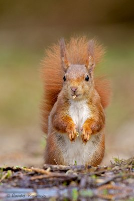 Red Squirrel - Eekhoorn
