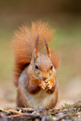 Red Squirrel - Eekhoorn