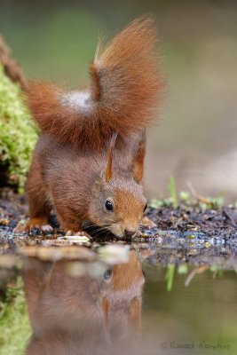 Red Squirrel - Eekhoorn