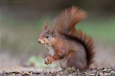 Red Squirrel - Eekhoorn