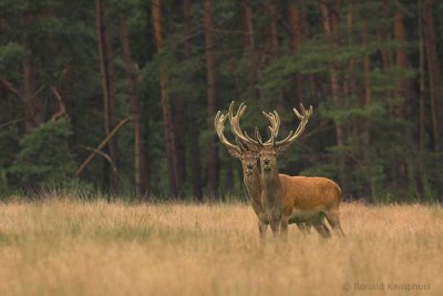 Red deer - Edelhert