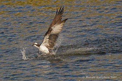 Osprey - Visarend