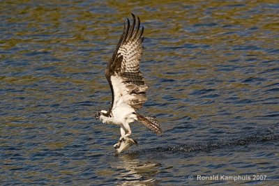 Osprey - Visarend