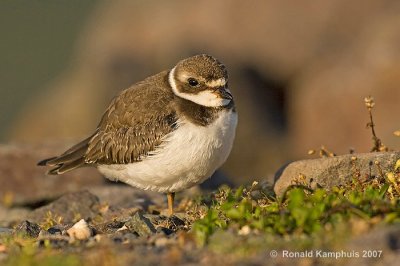 Semipalmated plover - Amerikaanse bontbekplevier