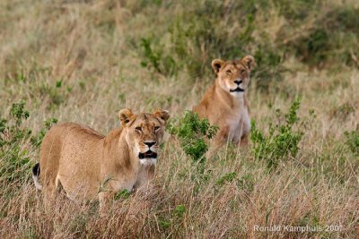 Lioness - Leeuwinnen