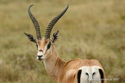 Thomsongazelle