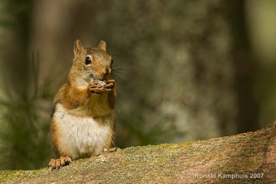 Red squirrel - Rode eekhoorn