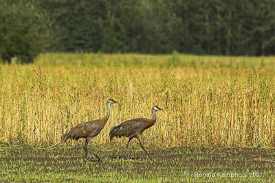 Sandhill cranes - Canadese kraanvogels