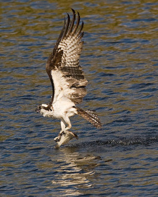 Osprey - Visarend