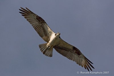 Osprey - Visarend