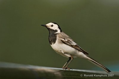 White wagtail - Witte kwikstaart