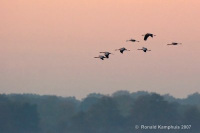 Common crane - Kraanvogel