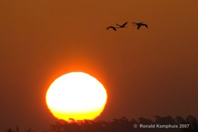 Common crane - Kraanvogel