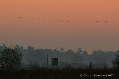 Common crane - Kraanvogel