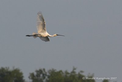 Eurasian spoonbill - Lepelaar