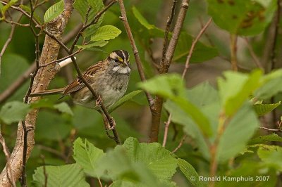 White-throated sparrow - Witkeelgors