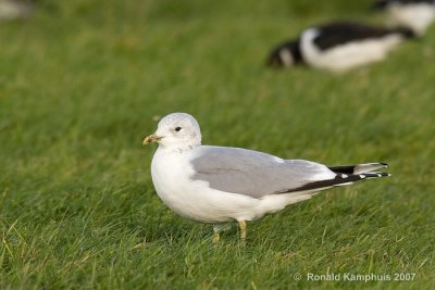 Mew gull  - Stormmeeuw