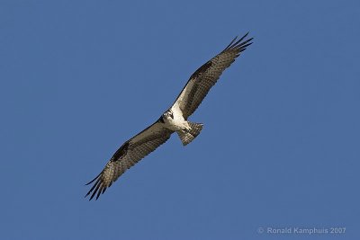 Osprey - Visarend