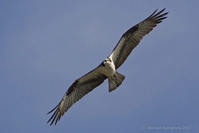 Osprey - Visarend