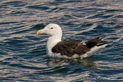 Great black-backed gull - Grote mantelmeeuw