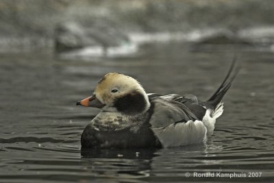 Long-tailed duck - ijseend