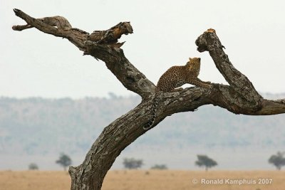 Leopard - Luipaard