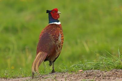 Pheasant - Fazant