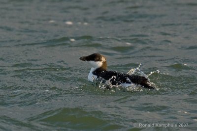 Razorbill - Alk