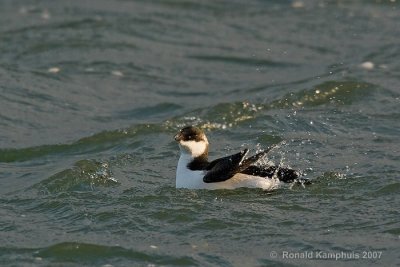 Razorbill - Alk