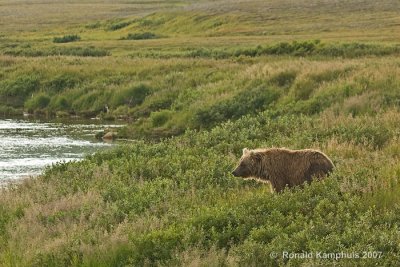 Brown bear - Bruine beer