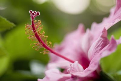flor