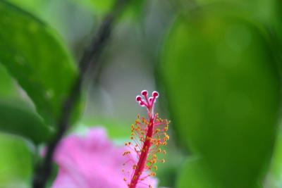 my flower