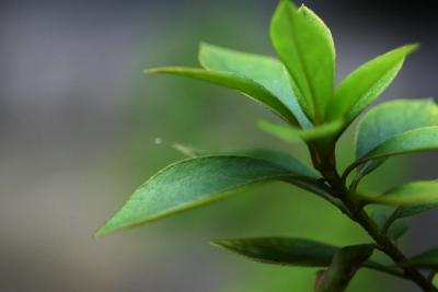 green.. ..verde