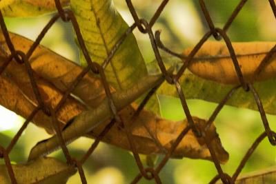 folhas secas.. dry leaves