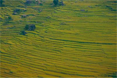 Rice Paddies, Nepal