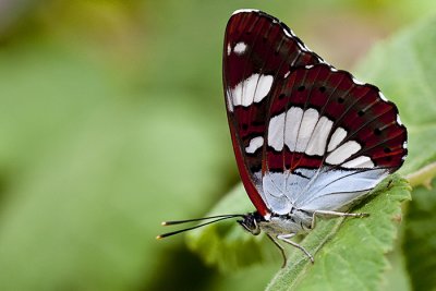 _MG_8778.jpg