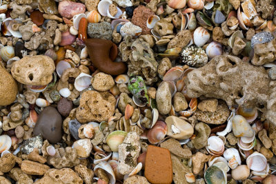 SeaShells.jpg