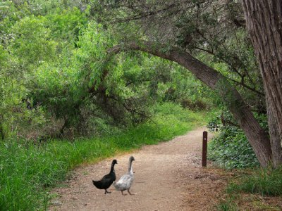 Guajome Path with Ducks.jpg
