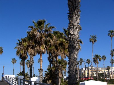 Palm Trees 2 .jpg