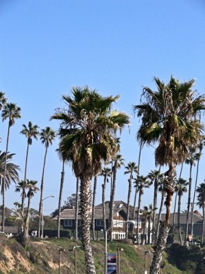 Palm Trees 1 .jpg