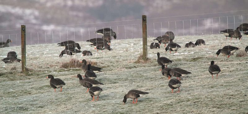 Greenland White-fronted Geese, Loch Lomond NNR
