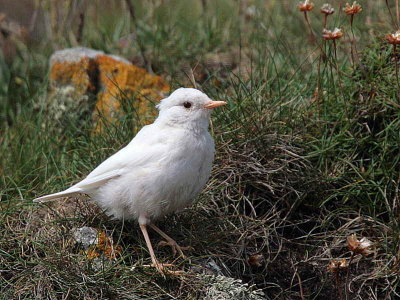 Northern Wheatear, Turnberry Beach, Ayrshire