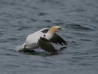 Gannet take off sequence, Ailsa Craig, Ayrshire