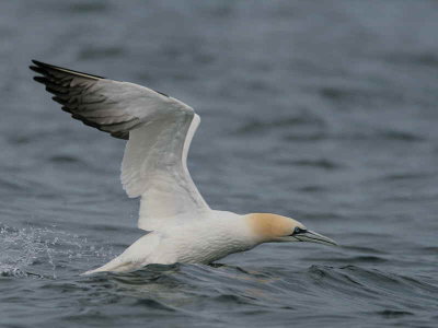Gannet take off sequence, Ailsa Craig, Ayrshire