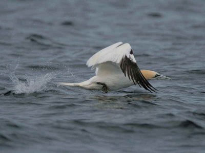 Gannet take off sequence, Ailsa Craig, Ayrshire