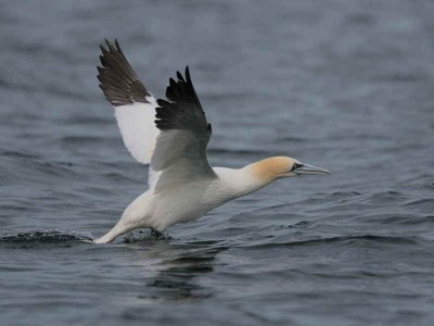 Gannet take off sequence, Ailsa Craig, Ayrshire