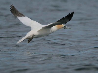 Gannet take off sequence, Ailsa Craig, Ayrshire