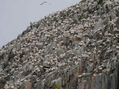 Gannet Colony, Ailsa Craig, Ayrshire
