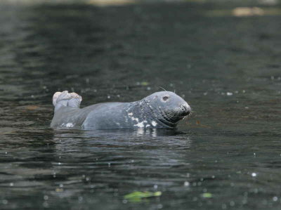 Grey Seal, Ailsa Craig, Ayrshire