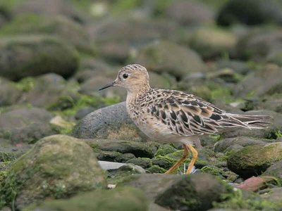 Buff-breasted Sandpiper, Doonfoot, Ayrshire